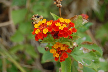 Verbena Close Up