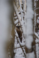 deer, hunting, whitetail, animals, hunter, hunt, bowhunting, animal, buhck, elk, whitetail, archery, snow, guns, wild