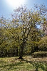 春の泉自然公園　千葉県千葉市若葉区