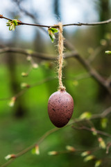 egg on tree