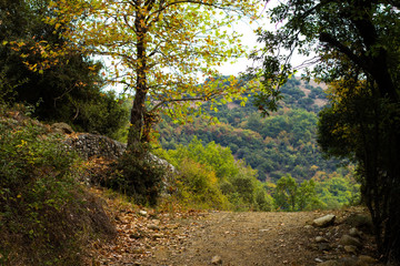 Fototapeta na wymiar autumn park outdoor season scenery landscape with ground trail between trees 