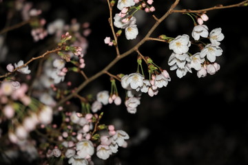 夜桜