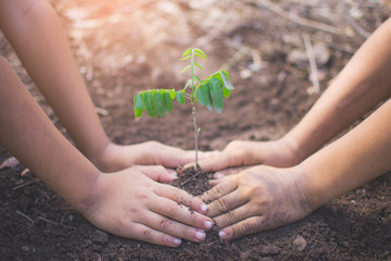 Obraz premium hand of children holding plant and soil with bokeh and nature background, save the world and World Environment Day concept at sunny day. subject is blurred