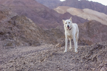 funny smiling domestic white dog animal portrait looking at camera in wilderness mountain environment