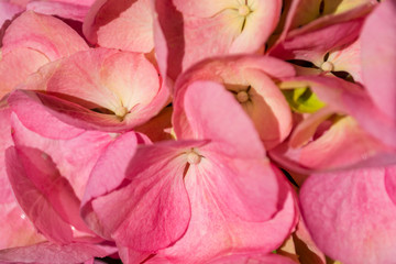 Closeup on pink hydrangea