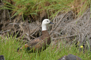 Paradieskasarka Neuseeland Südinsel