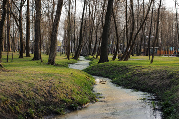 Obraz premium Swampy water channel in a city park.