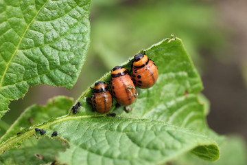 Three larvae of the Colorado beetle eat potato leaf.