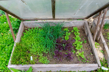  wooden cold frame