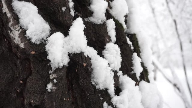 The bark of an old birch is partially covered with snow. A little snowfall. Against the background of snow-covered forest. Slow pan up.