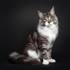 Fototapeta na wymiar Handsome Maine Coon cat, sitting side ways, looking majestic at camera. Isolated on black background. Tail curled beside body.