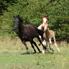 Obraz premium Niesamowita partia koni na pastwisku