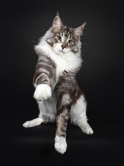 Fototapeta na wymiar Handsome Maine Coon cat, standing / playing on hind paws, looking majestic beside camera. Isolated on black background. Front pointing to camera.
