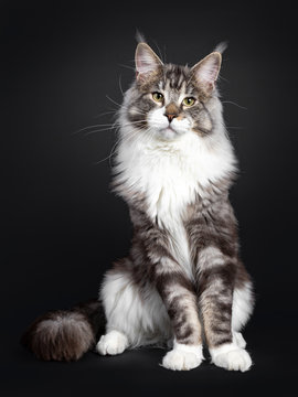 Handsome Maine Coon cat, sitting straight up, looking majestic at camera. Isolated on black background. Tail curled around body.