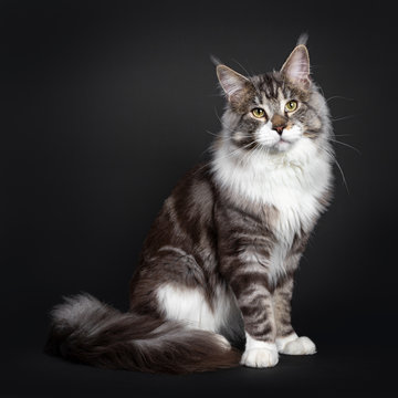 Handsome Maine Coon cat, sitting side ways, looking majestic at camera. Isolated on black background. Tail curled beside body.