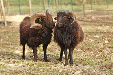 Two male brown ouessant sheep father and son next to each other