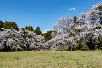 泉自然公園の桜　千葉県千葉市若葉区