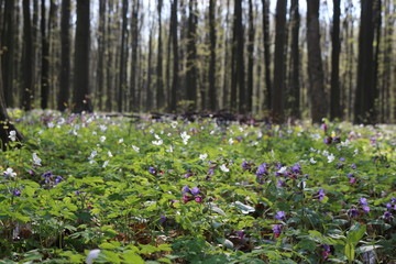 Obraz premium Multicolored flowers bloom in the spring forest
