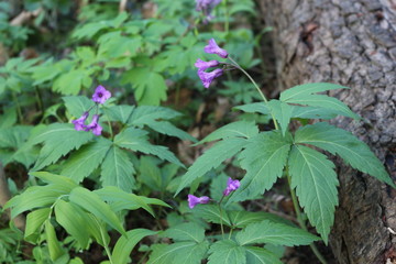 Lilac flowers bloom in the spring forest