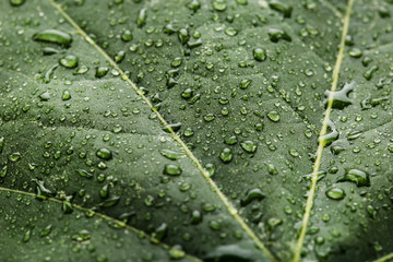 Background of green leaf with water drops