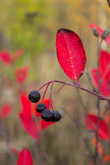 Obraz premium Bright bunch of autumn berries close-up