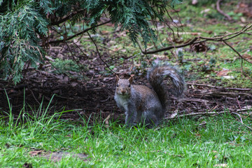 squirrel