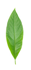 Green avocado leaf isolated over white