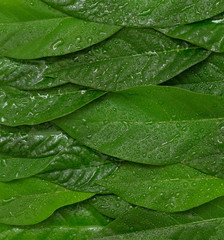 Avocado green wet leaves