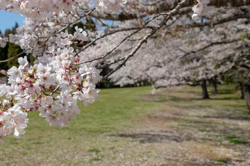 泉自然公園の桜　千葉県千葉市若葉区