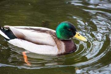 Fototapeta premium duck3