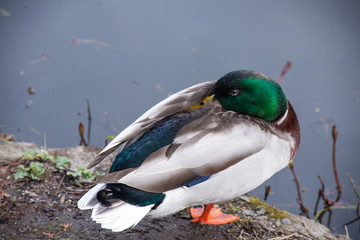 duck2