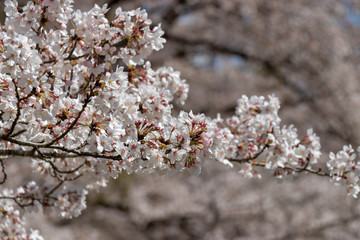 泉自然公園の桜　千葉県千葉市若葉区
