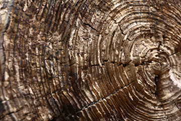 The nature created a unique background from annual growth rings on a face surface of a log.