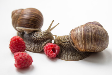 Two loving snails kissing