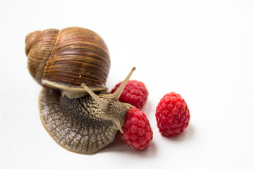 Large grape snail eats large raspberries