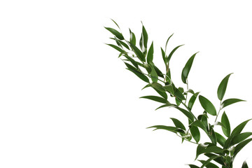 Branch with green leafs isolated on white background