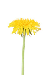 Yellow dandelion isolated on white background