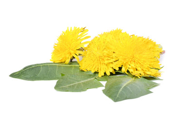Yellow dandelions isolated on white background