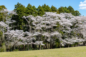 Fototapeta premium 泉自然公園の桜 千葉県千葉市若葉区