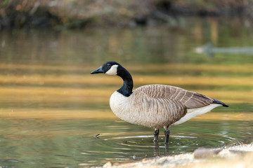 canada goose canadensis