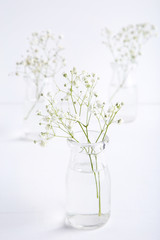 White gypsophila flowers in glass bottle on grey background