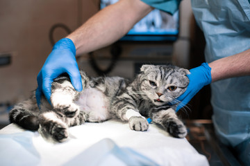 anesthesiologist prepares a cat for surgery. Pet surgery. Pet surgery