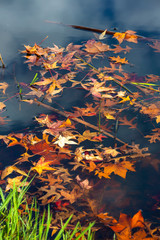 Autumn colored leaves float on the water