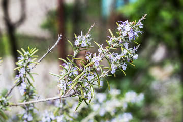 Blossoming rosemary plants on the blue green bokeh herb garden background. Rosmarinus officinalis angustissimus Benenden Blue