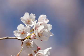 桜の花　千葉県千葉市若葉区　泉自然公園