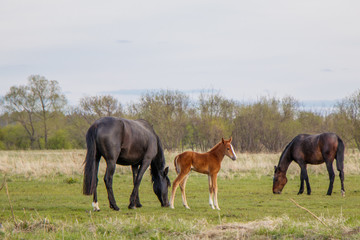 Obraz premium A light brown foal and two dark horses graze in the pasture.