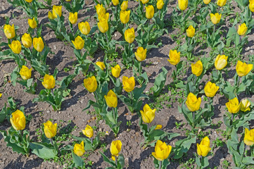 Beautiful tulips field
