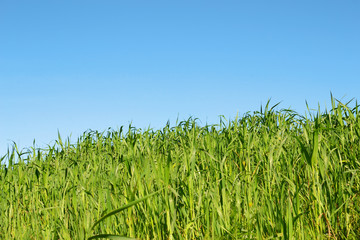 green grass and blue sky