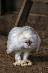 Obraz premium Snow Owl eating a chicken