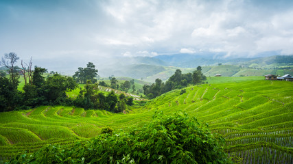 Paddy Rice Field Plantation Landscape with Mountain View Background
